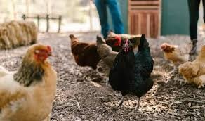 Comunicato influenza aviaria